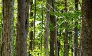 Ein Wald steht für den Begriff Nachhaltigkeit
